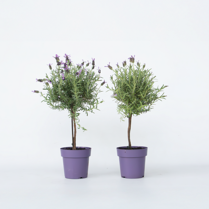 Lavandula stoechas 'Anouk' - Set od 2 komada - Stablo lavande