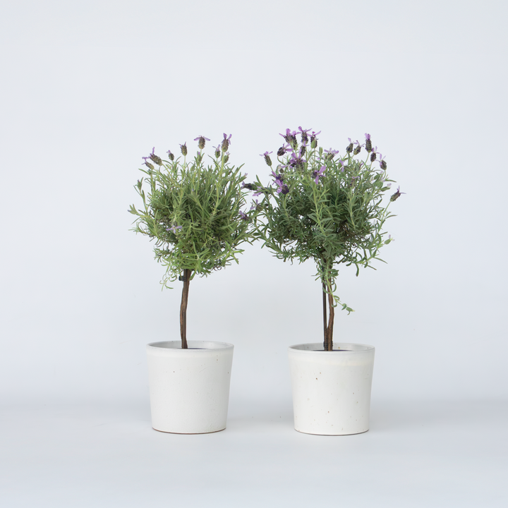 Lavandula stoechas 'Anouk' - Set od 2 komada - Stablo lavande
