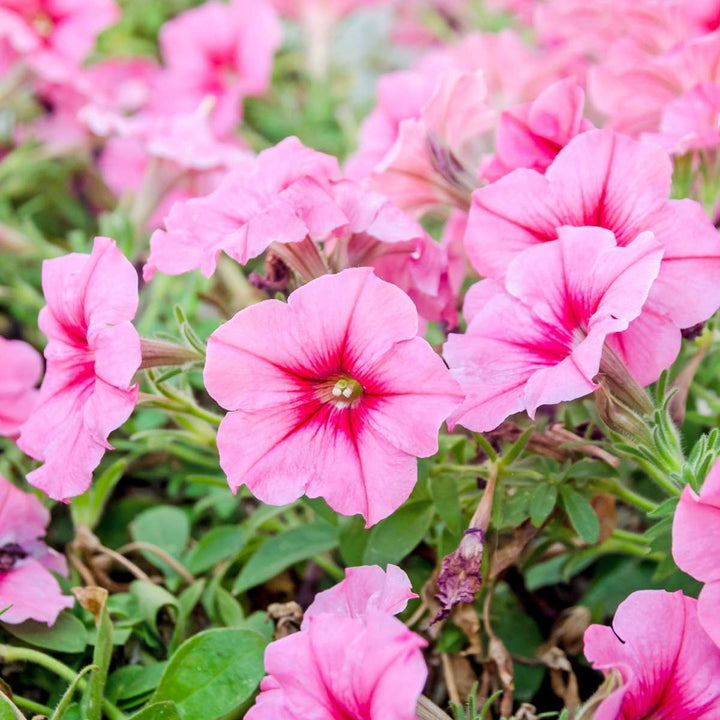 Mandeville 'Rio Hot Pink' - Dipladenia