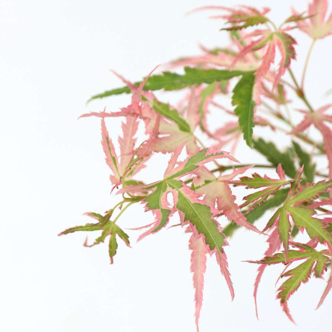 Acer palmatum 'Ukigumo' & 'Taylor' - Japanse esdoorn