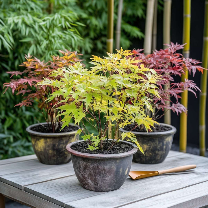 Acer palmatum - Mix van 4 - Japanse esdoorn