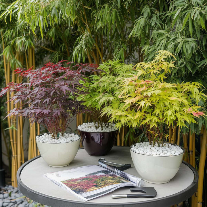 Acer palmatum - Mix van 4 - Japanse esdoorn