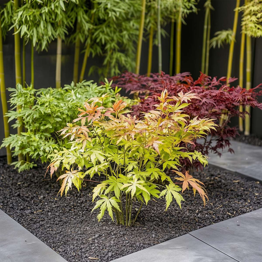 Acer palmatum - Mix van 4 - Japanse esdoorn