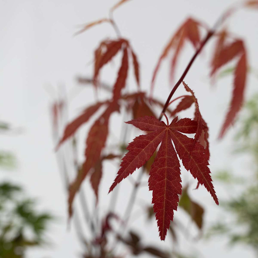 Acer palmatum - Mix van 4 - Japanse esdoorn