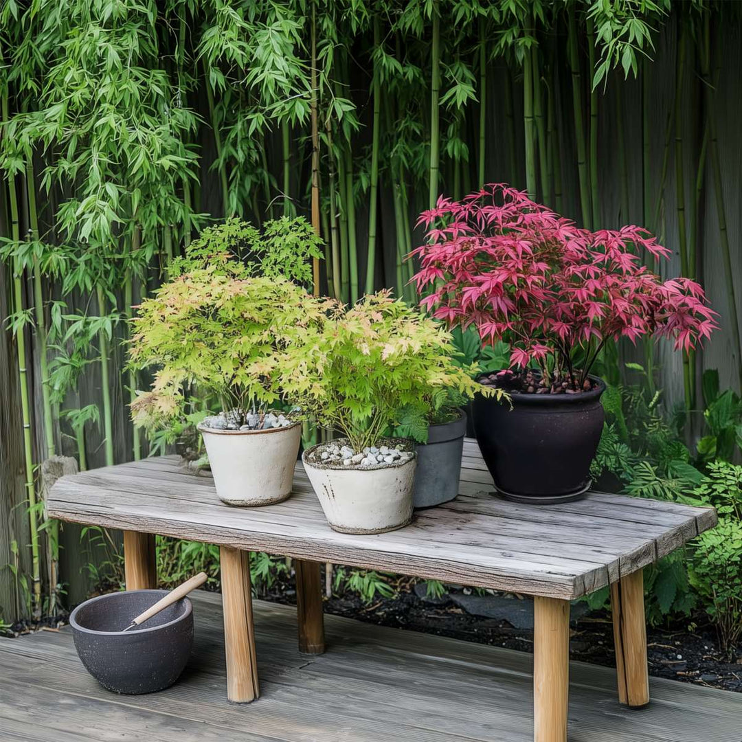 Acer palmatum - Set van 8 - Japanse esdoorn