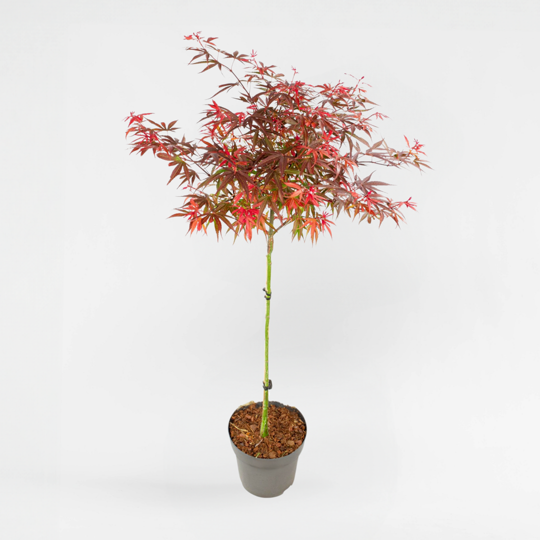 Acer palmatum 'Shaina' - japanski javor