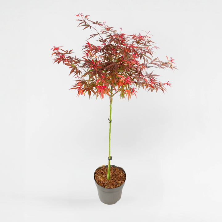 Acer palmatum 'Shaina' - japanski javor