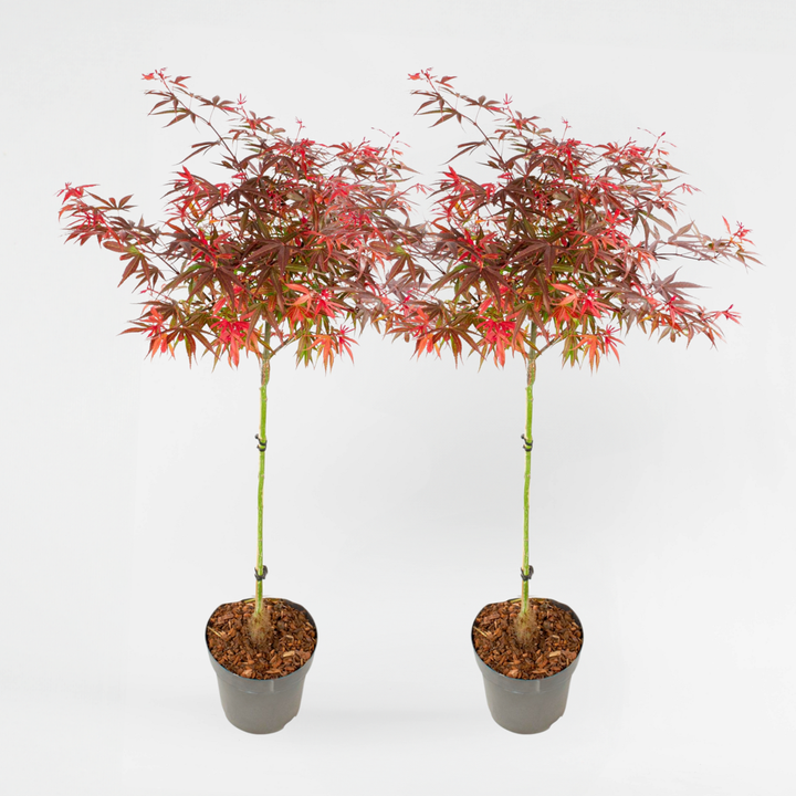 Acer palmatum 'Shaina' - set od 2 komada - japanski javor