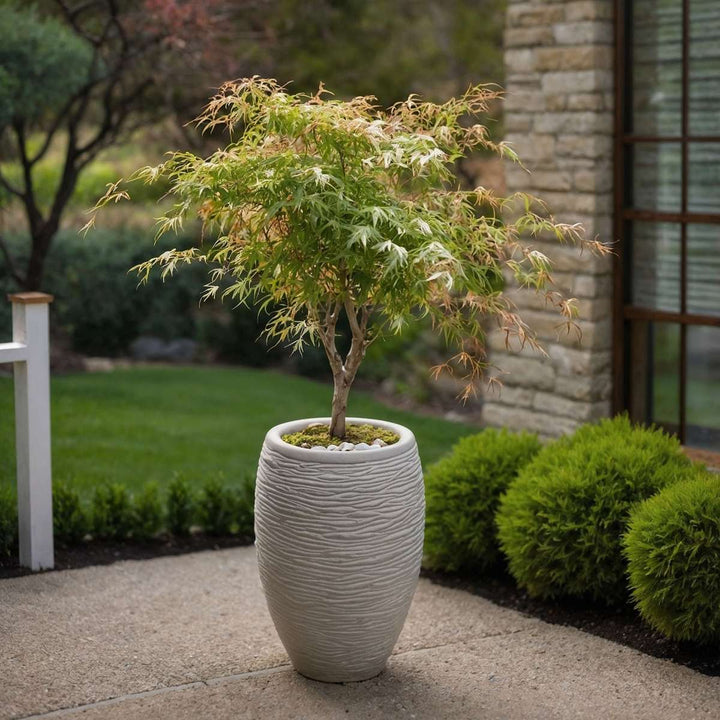 Acer palmatum 'Ukigumo' & 'Taylor' - Japanse esdoorn