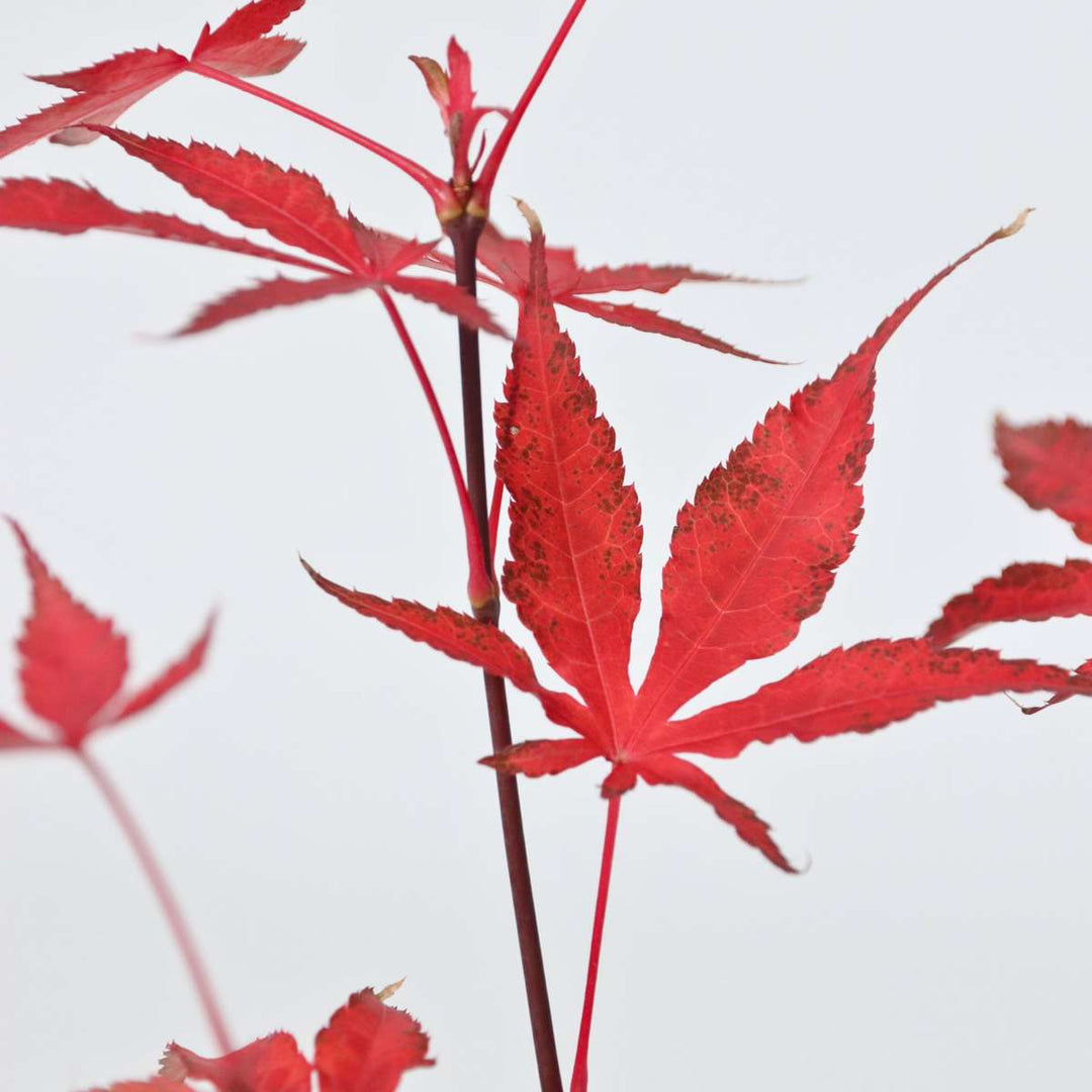 Acer palmatum ´Atropurpureum´ Set van 4 - Japanse esdoorn