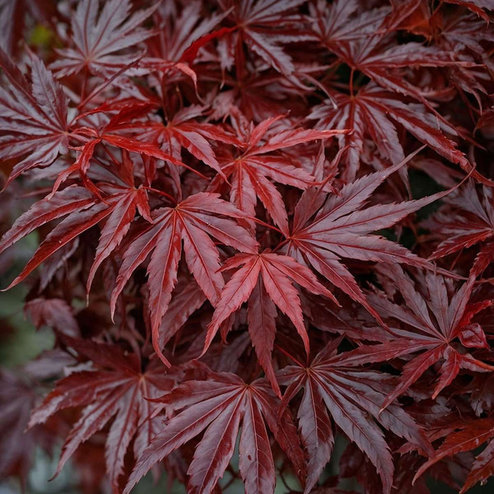 Acer palmatum ´Atropurpureum´ Set van 4 - Japanse esdoorn