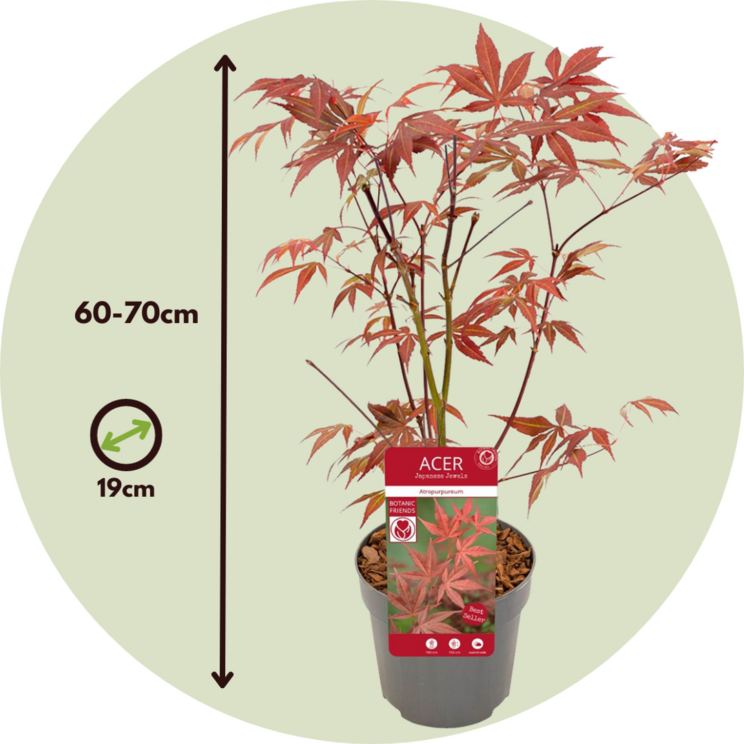 Acer palmatum ´Atropurpureum´ - Japanse esdoorn