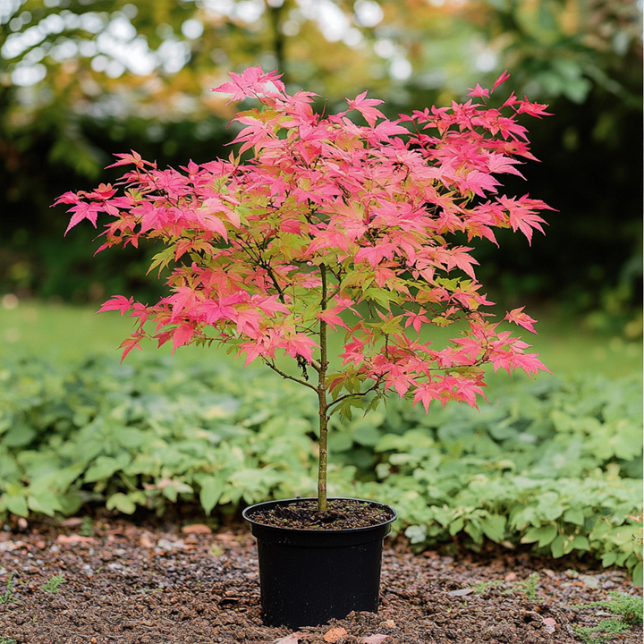 Acer palmatum ´Beni Maiko´ - Set van 2 - Japanse esdoorn