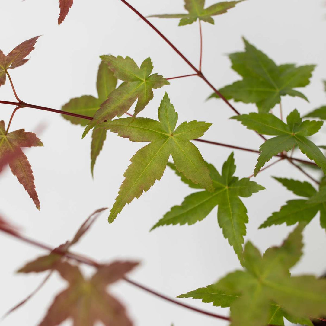 Acer palmatum ´Beni Maiko´ - Japanse esdoorn