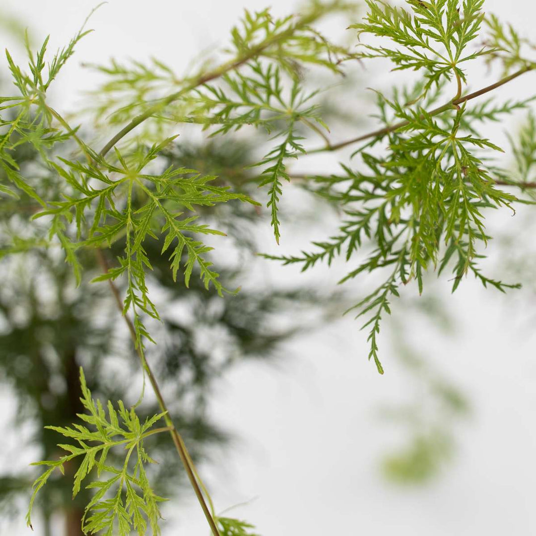 Acer palmatum 'Garnet', 'Emerald Lace' - Mix van 2