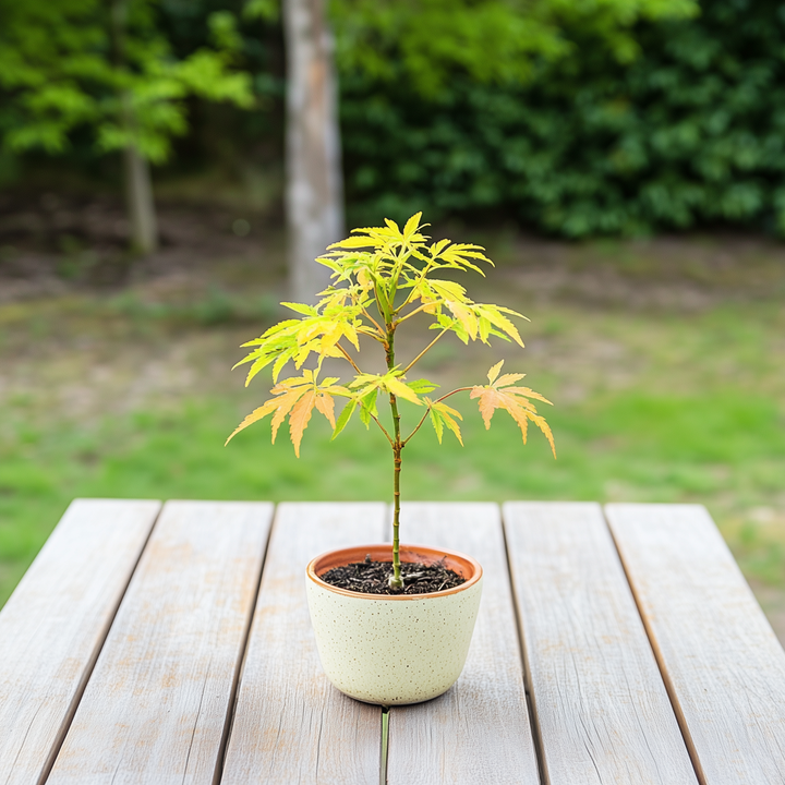 Acer palmatum 'Orange Dream' - Japanse esdoorn