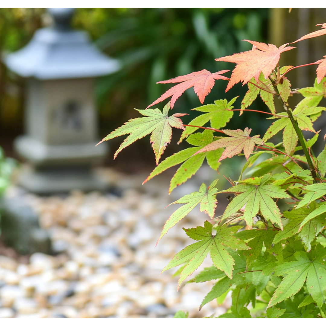 Acer palmatum 'Orange Dream' - Japanse esdoorn