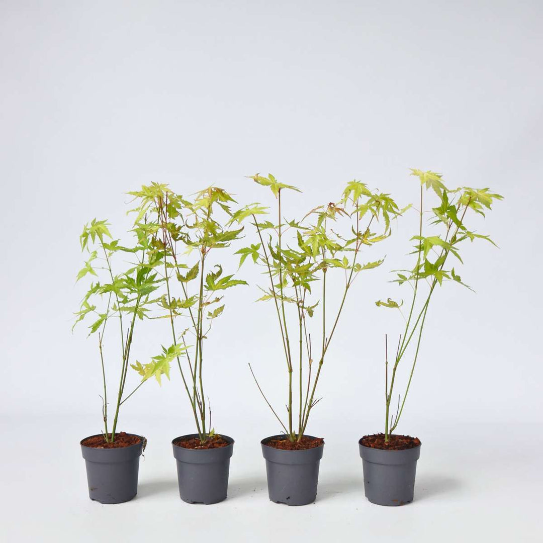 Acer palmatum 'Orange Dream' Set van 4 - Japanse esdoorn