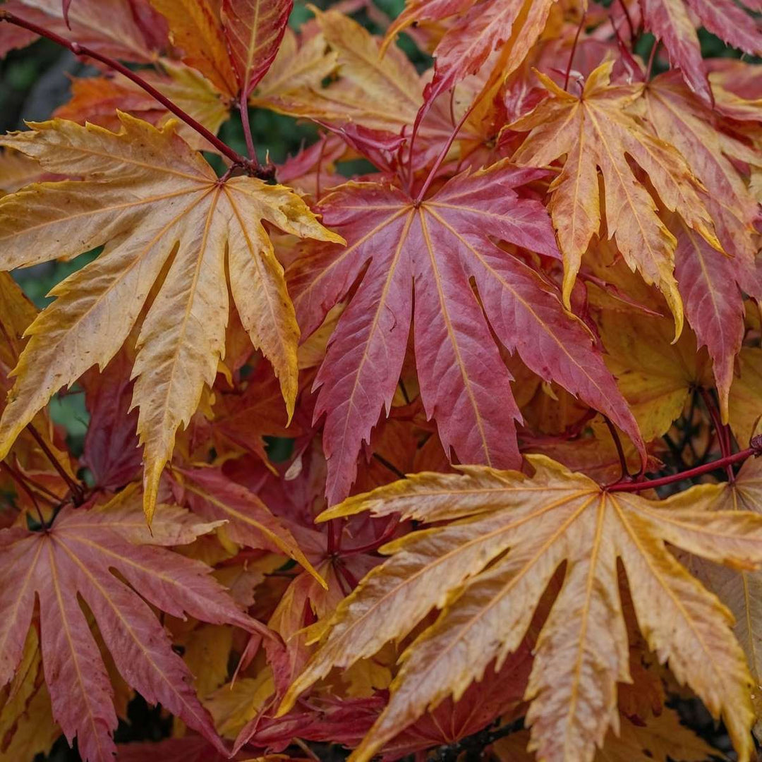 Acer palmatum 'Orange Dream' Set van 4 - Japanse esdoorn