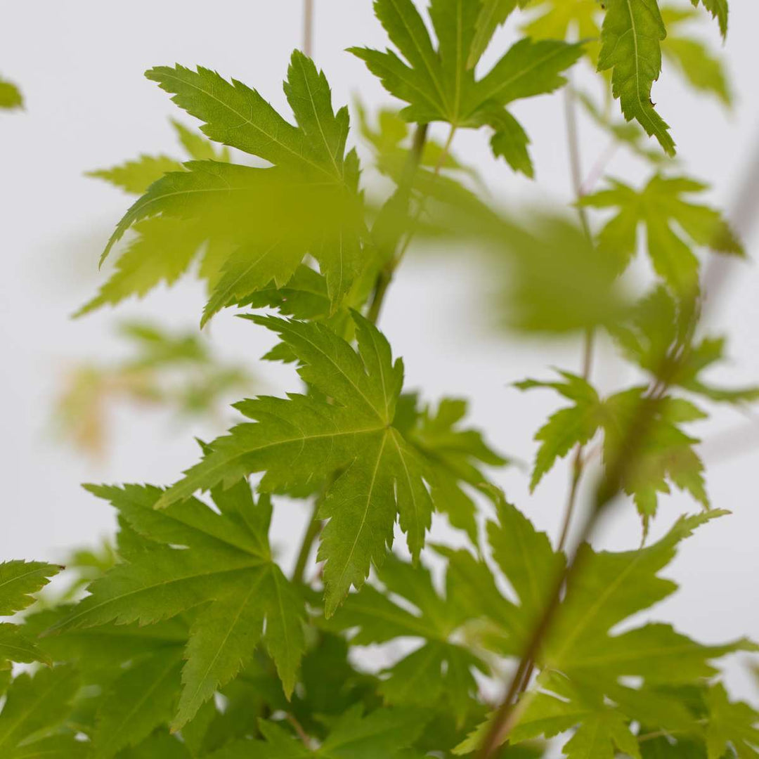 Acer palmatum 'Orange Dream' Set van 4 - Japanse esdoorn