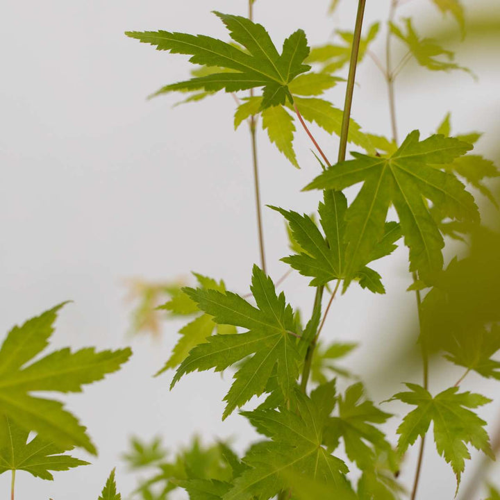 Acer palmatum 'Orange Dream' - Japanse esdoorn