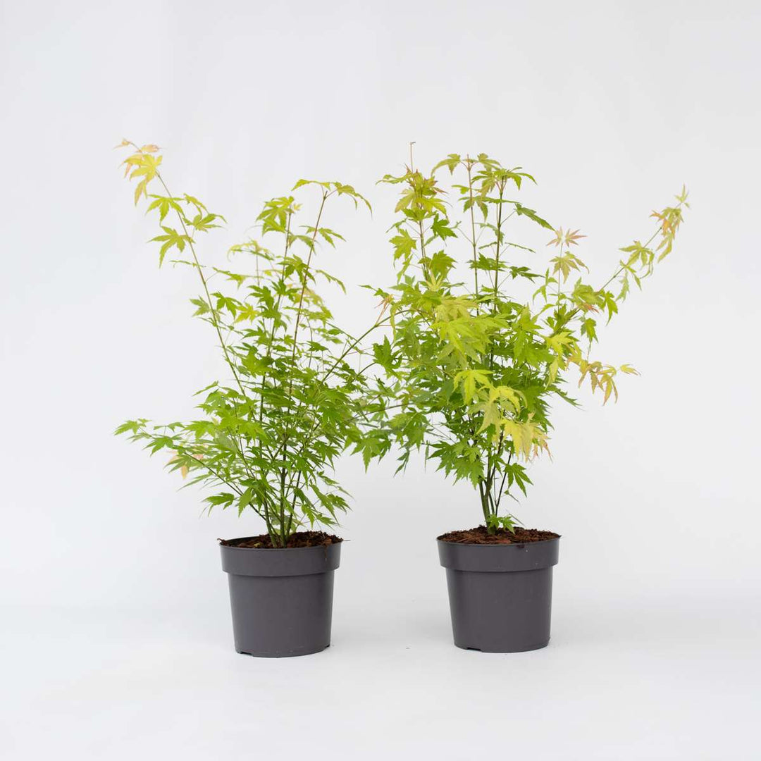 Acer palmatum 'Orange Dream' - Set van 2