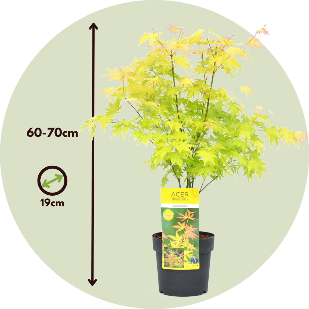 Acer palmatum 'Orange Dream' - Set van 2