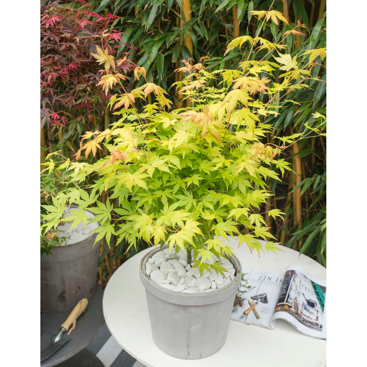 Acer palmatum - Set van 3 - Japanse esdoorn