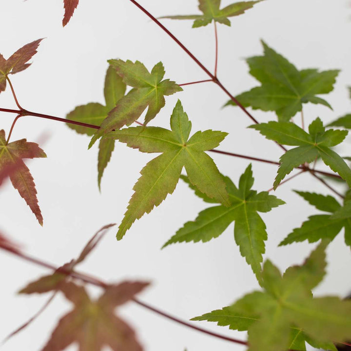 Acer palmatum - Set van 3 - Japanse esdoorn