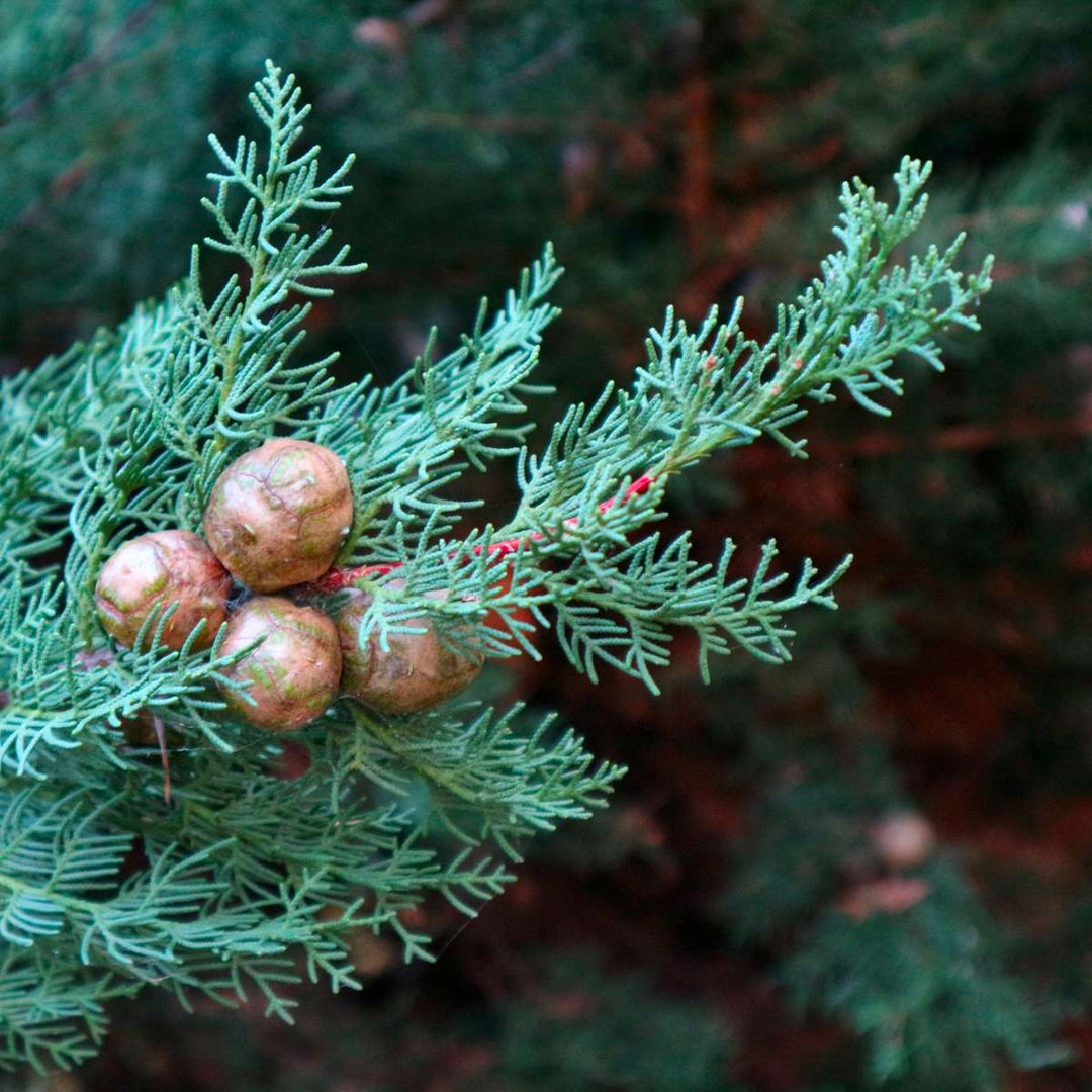 Cupressus sempervirens - toskanski čempres