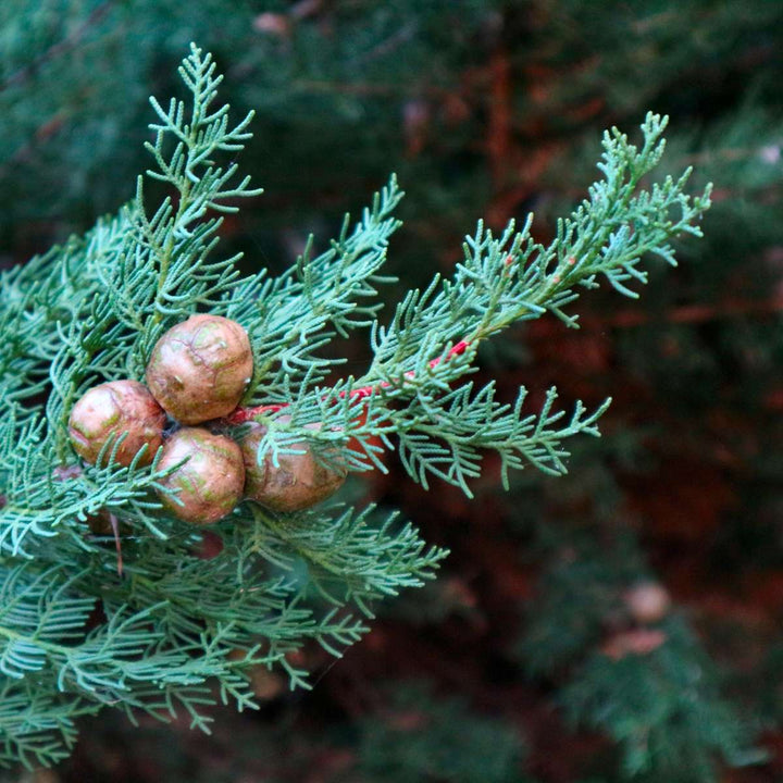 Cupressus sempervirens - toskanski čempres