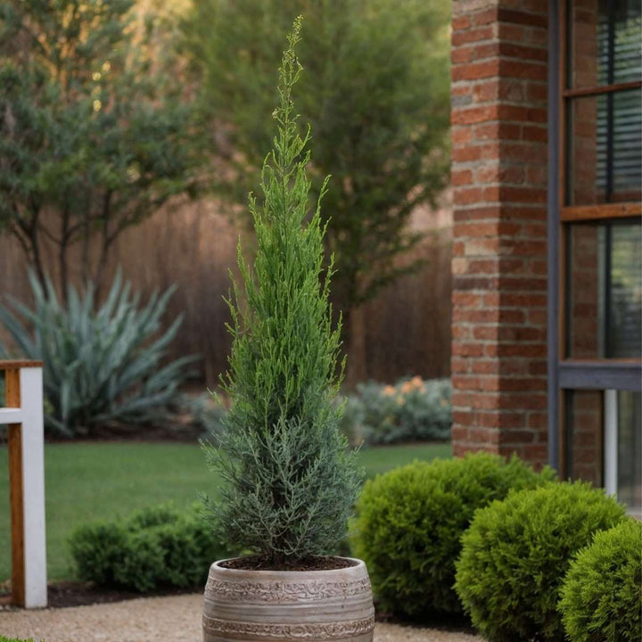 Cupressus sempervirens - Toscaanse Cipres