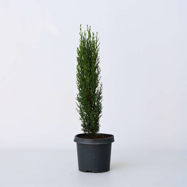 Cupressus sempervirens - Toscaanse Cipres