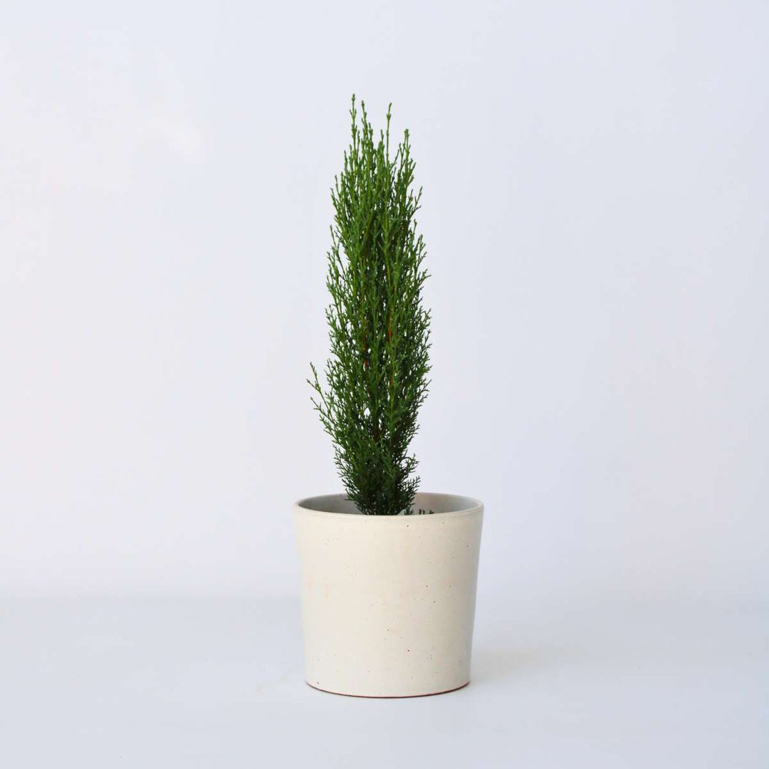 Cupressus sempervirens - toskanski čempres