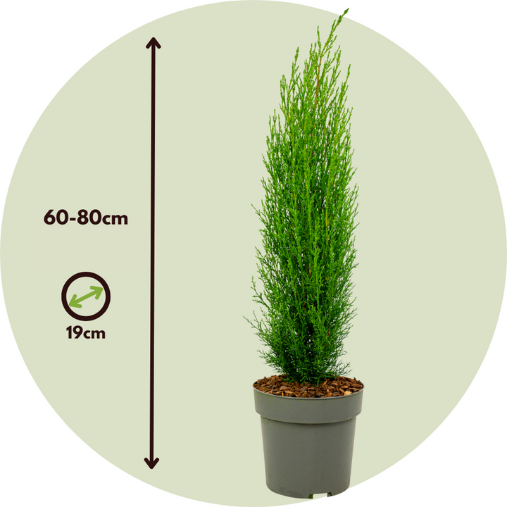 Cupressus sempervirens - Toscaanse Cipres