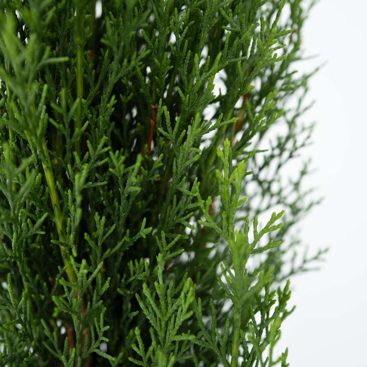 Cupressus sempervirens Totem - Set van 2 - Cipres