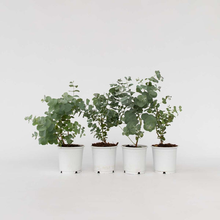 Eucalyptus Pulverulenta 'Babyblauw' - Set van 4