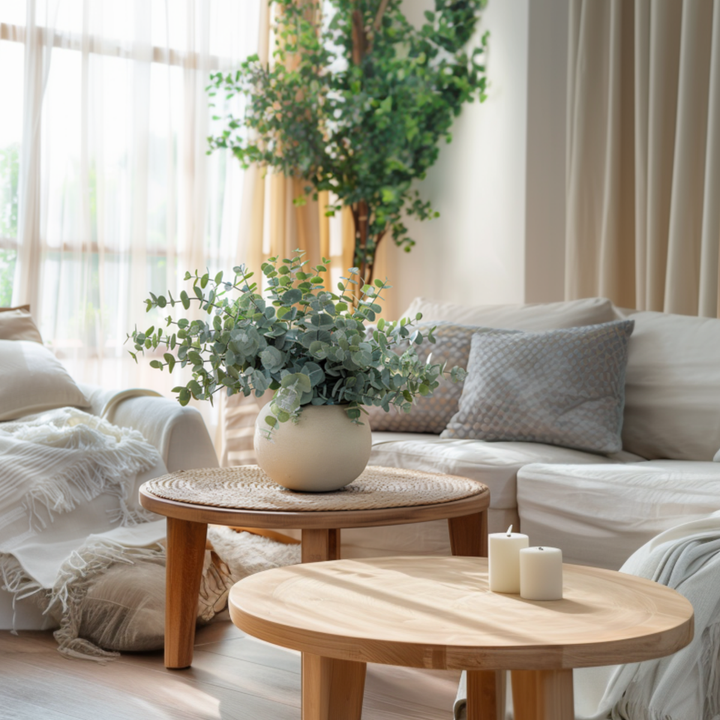 Eucalyptus Pulverulenta 'Baby Blue'