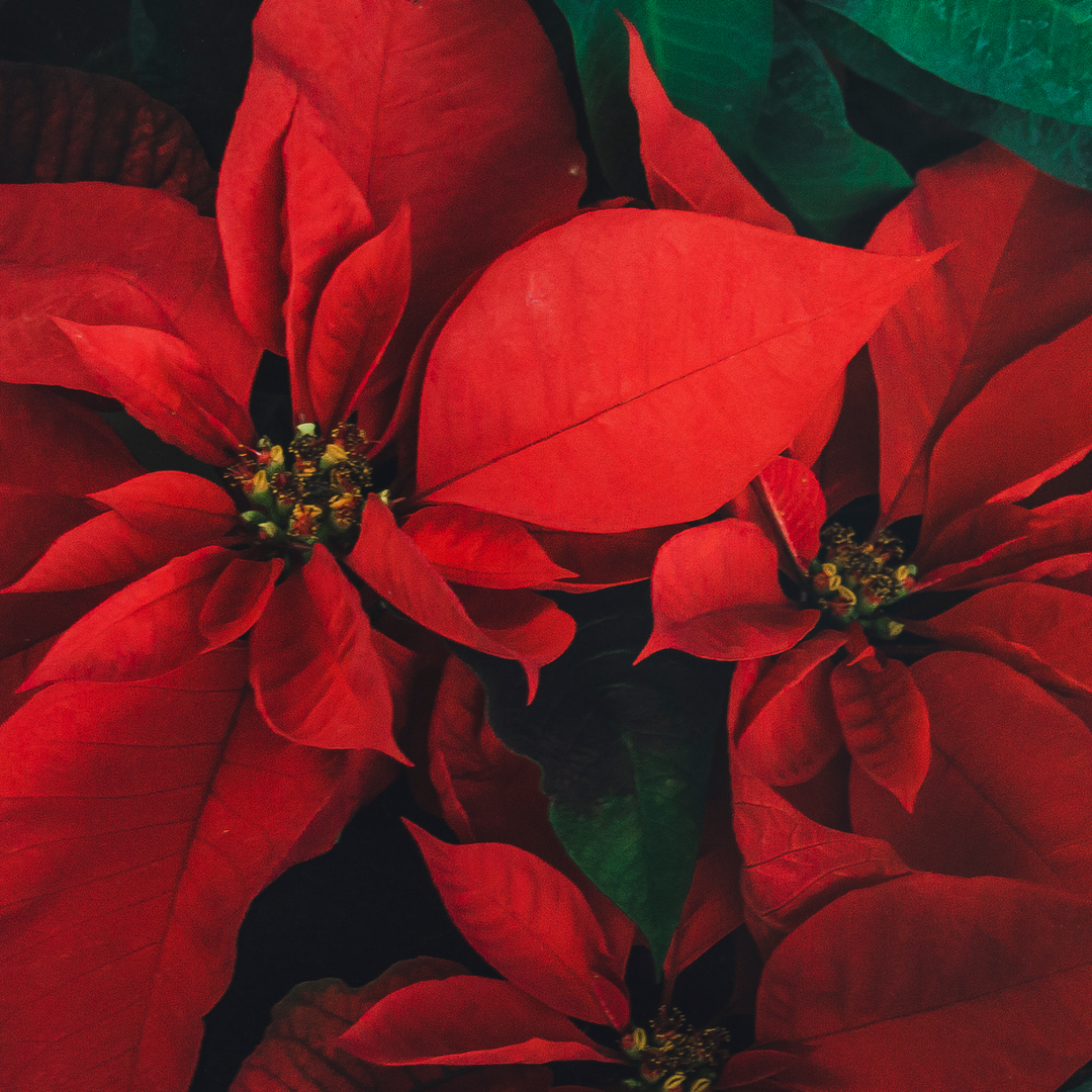 Euphorbia pulcherrima - 5 stuks - Kerstster