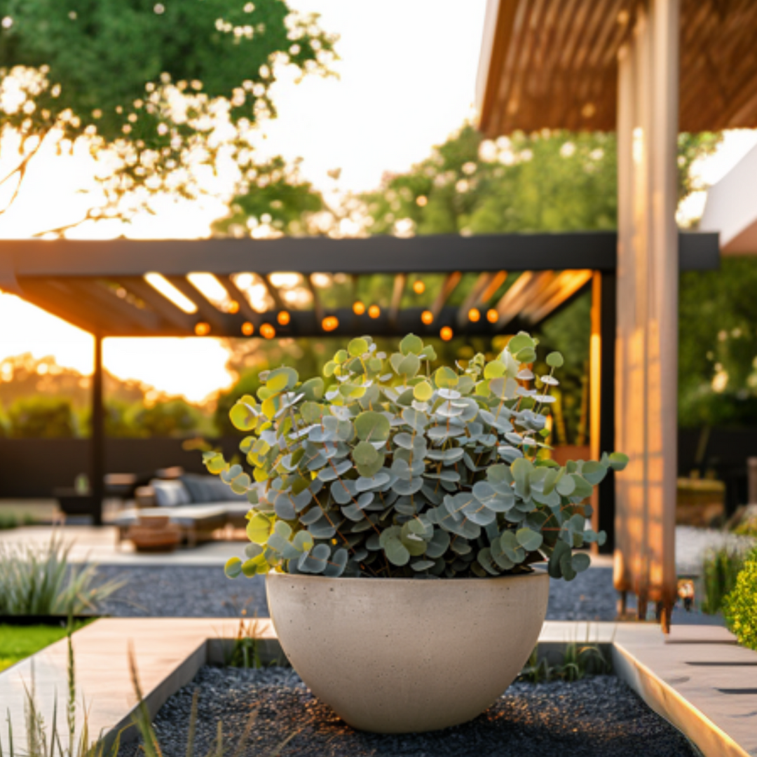 Eucalyptus Pulverulenta 'Baby Blue'