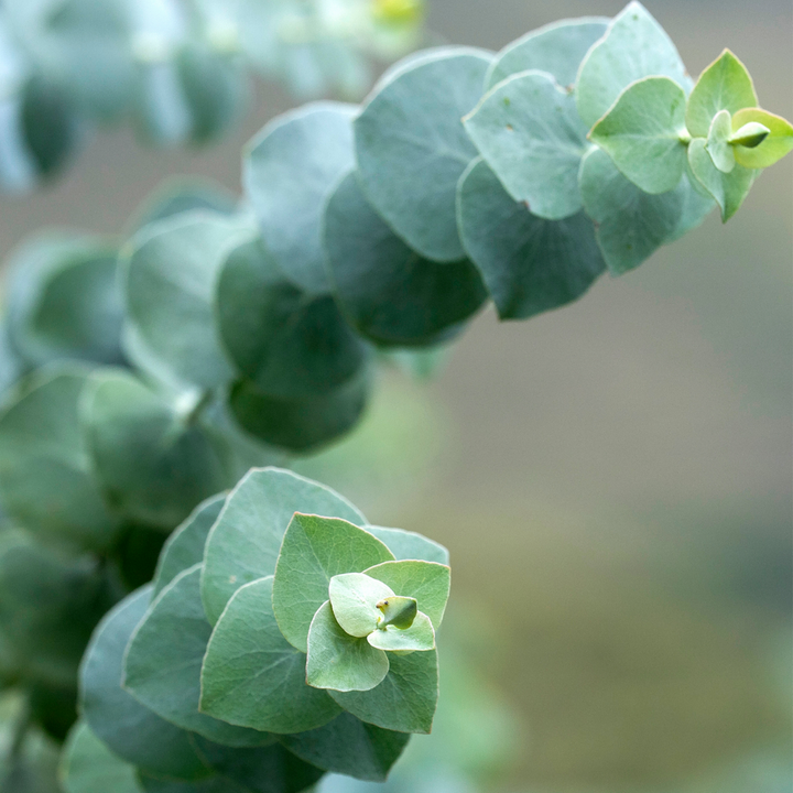 Eucalyptus Pulverulenta 'Baby Blue'