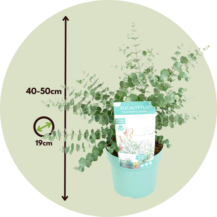 Eucalyptus Pulverulenta 'Baby Blue' – 2 tk