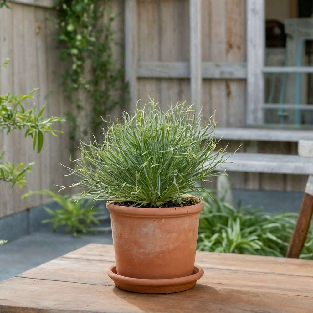 Fascicularia 'Bicolor' - Set od 2 - Ukrasna trava - FloraStore