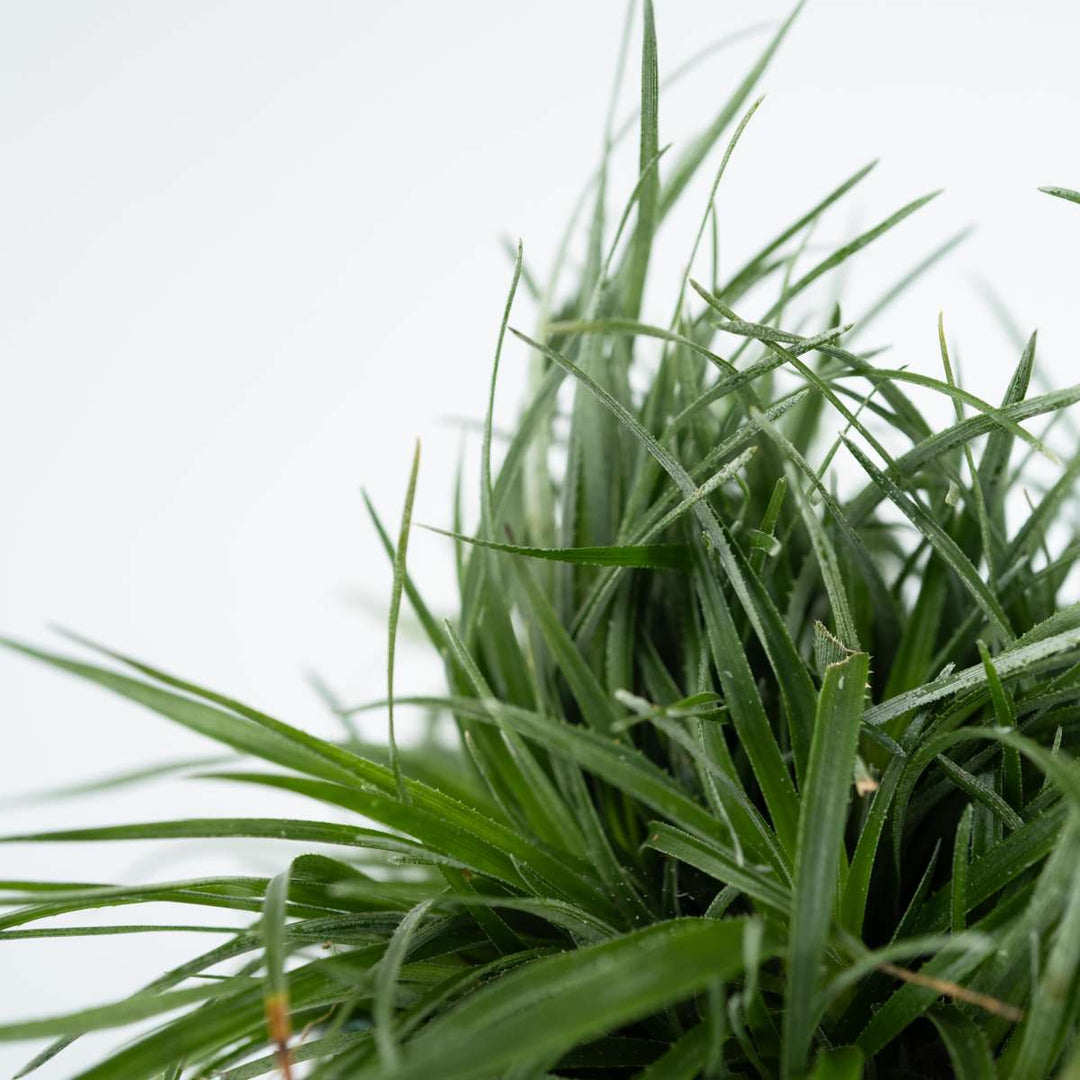 Fascicularia 'Bicolor' - Set od 2 - Ukrasna trava - FloraStore