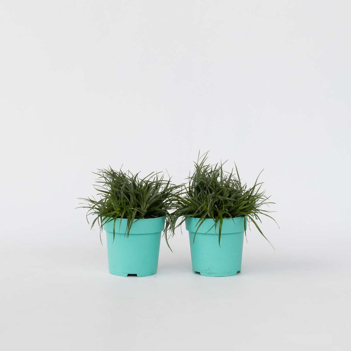 Fascicularia 'Bicolor' - Set od 2 - Ukrasna trava - FloraStore