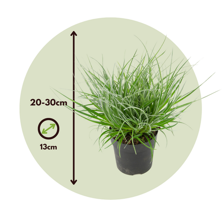 Fascicularia 'Bicolor' - Set od 2 - Ukrasna trava - FloraStore