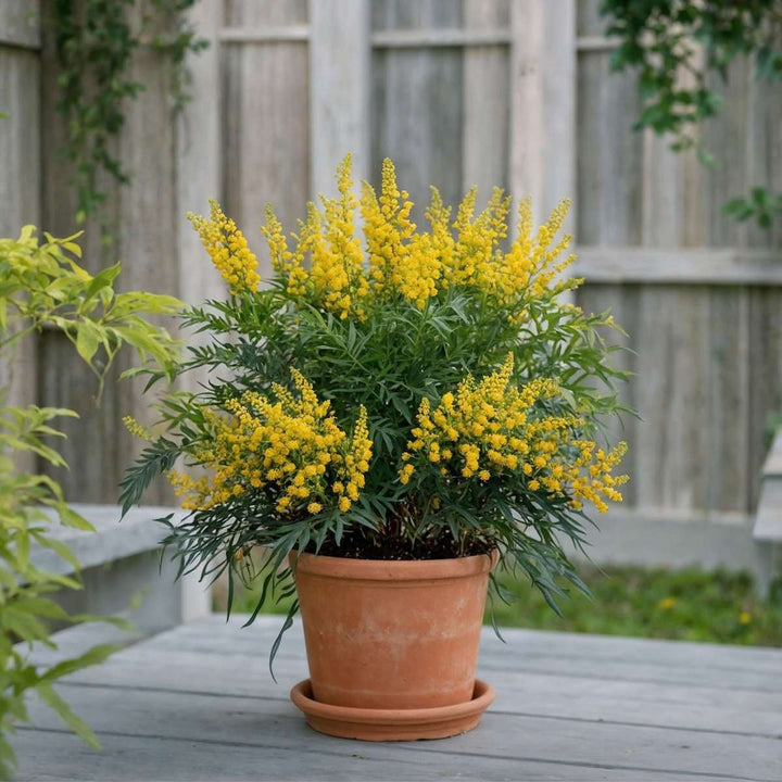 Mahonia 'Soft Caress' - Sada 4 kusů - Mahagon