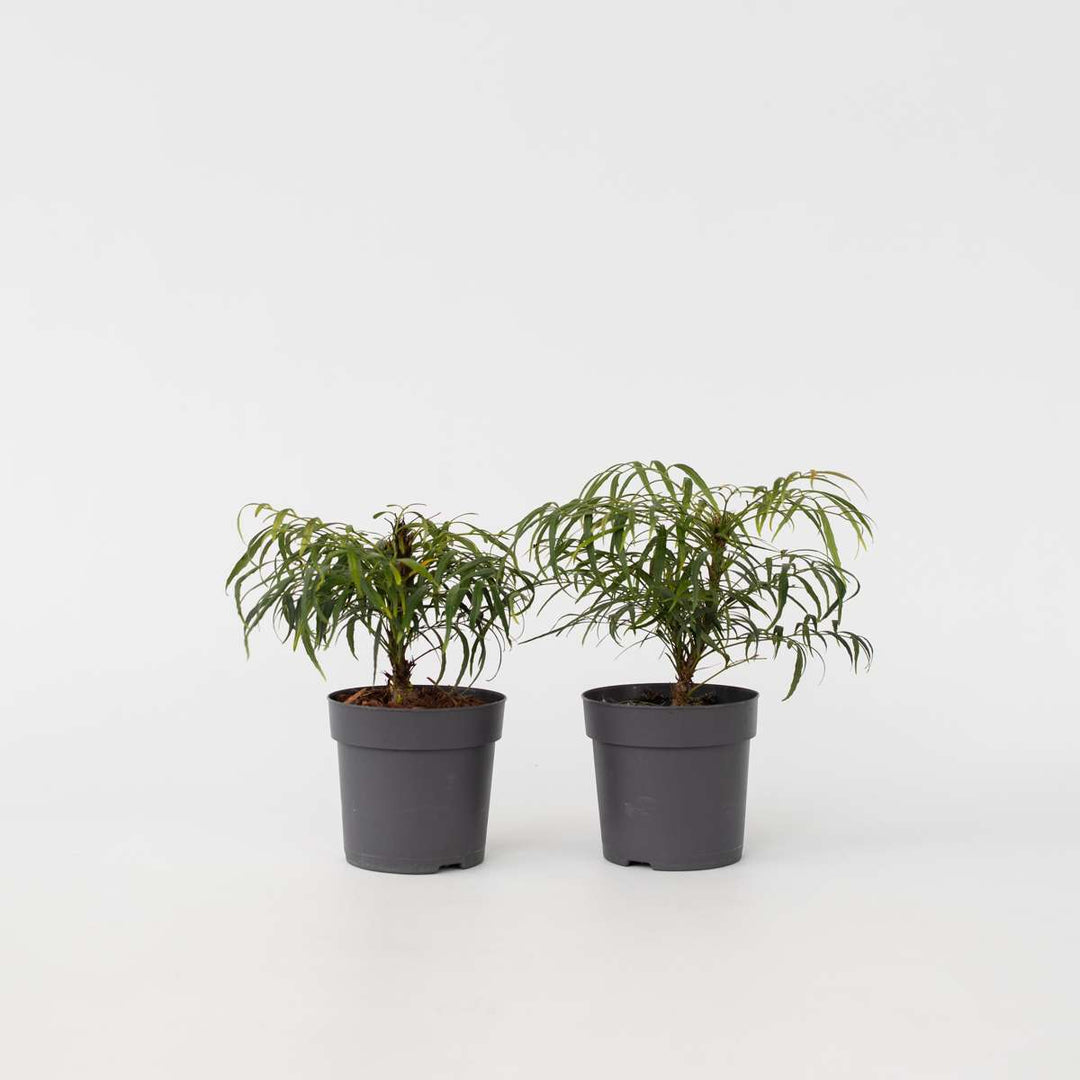 Mahonia 'Soft Caress' - Set od 2 - Mahagoni