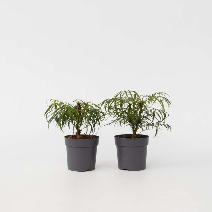 Mahonia 'Soft Caress' - Set od 2 - Mahagoni