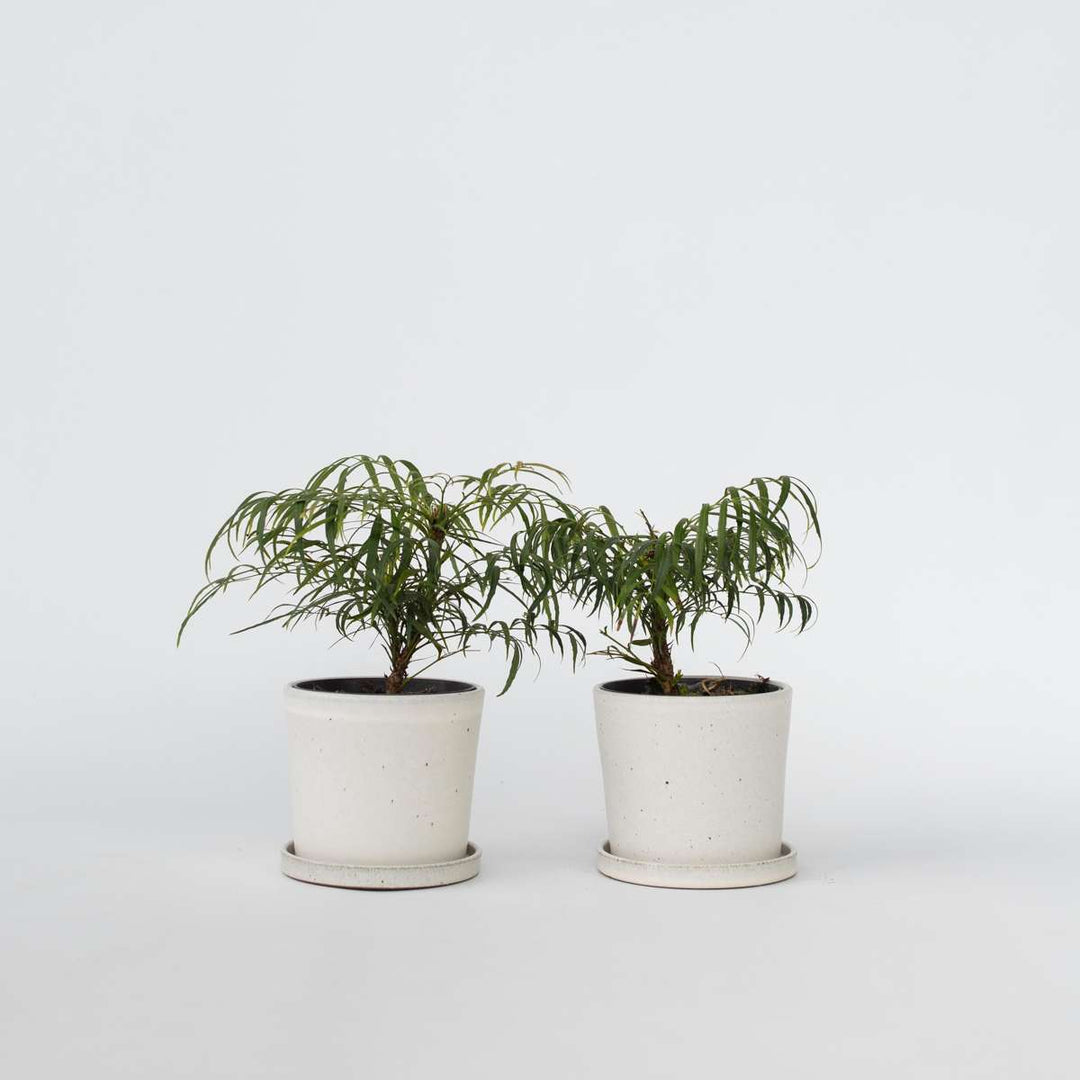 Mahonia 'Soft Caress' - Set od 2 - Mahagoni